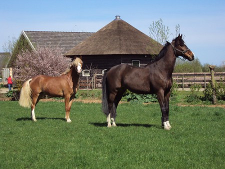 Vidocq als 3-jarige,  met Nyander 